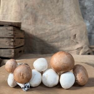 CHAMPIGNONS