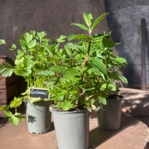 POT AROMATIQUE PETIT